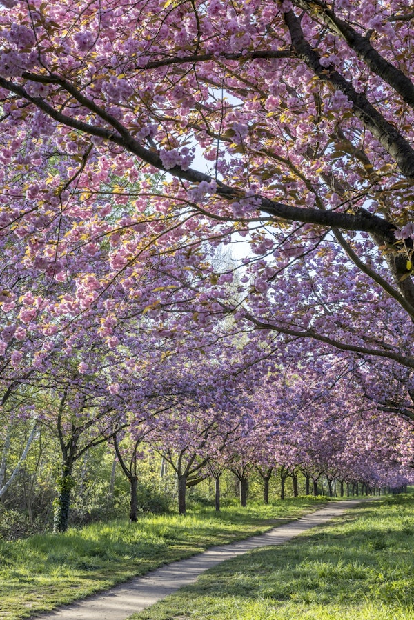 Cherry trees in perfect bloom