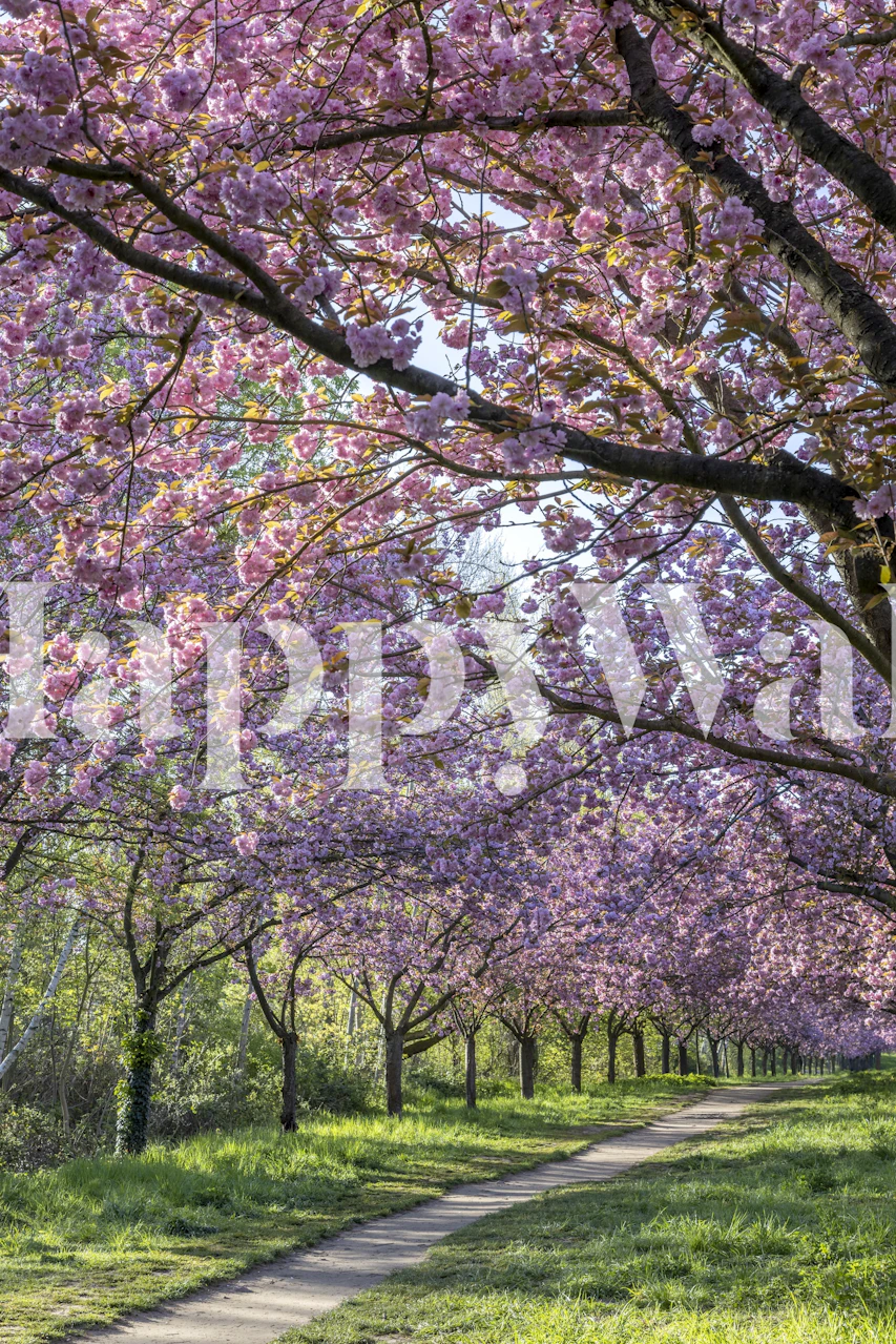 Cherry trees in full bloom with pink blossoms along a peaceful park path.