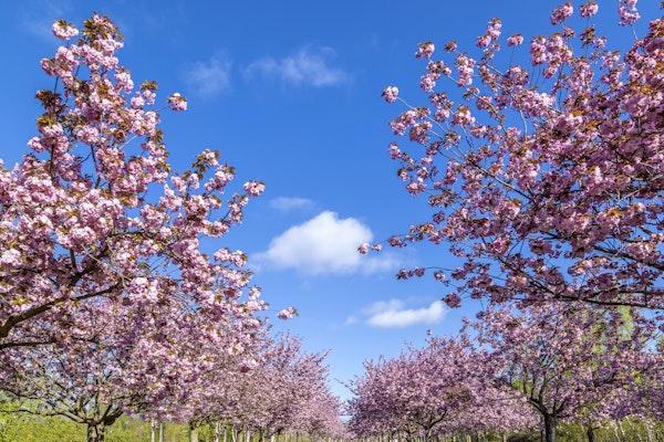 Cherry blossom and blue sky