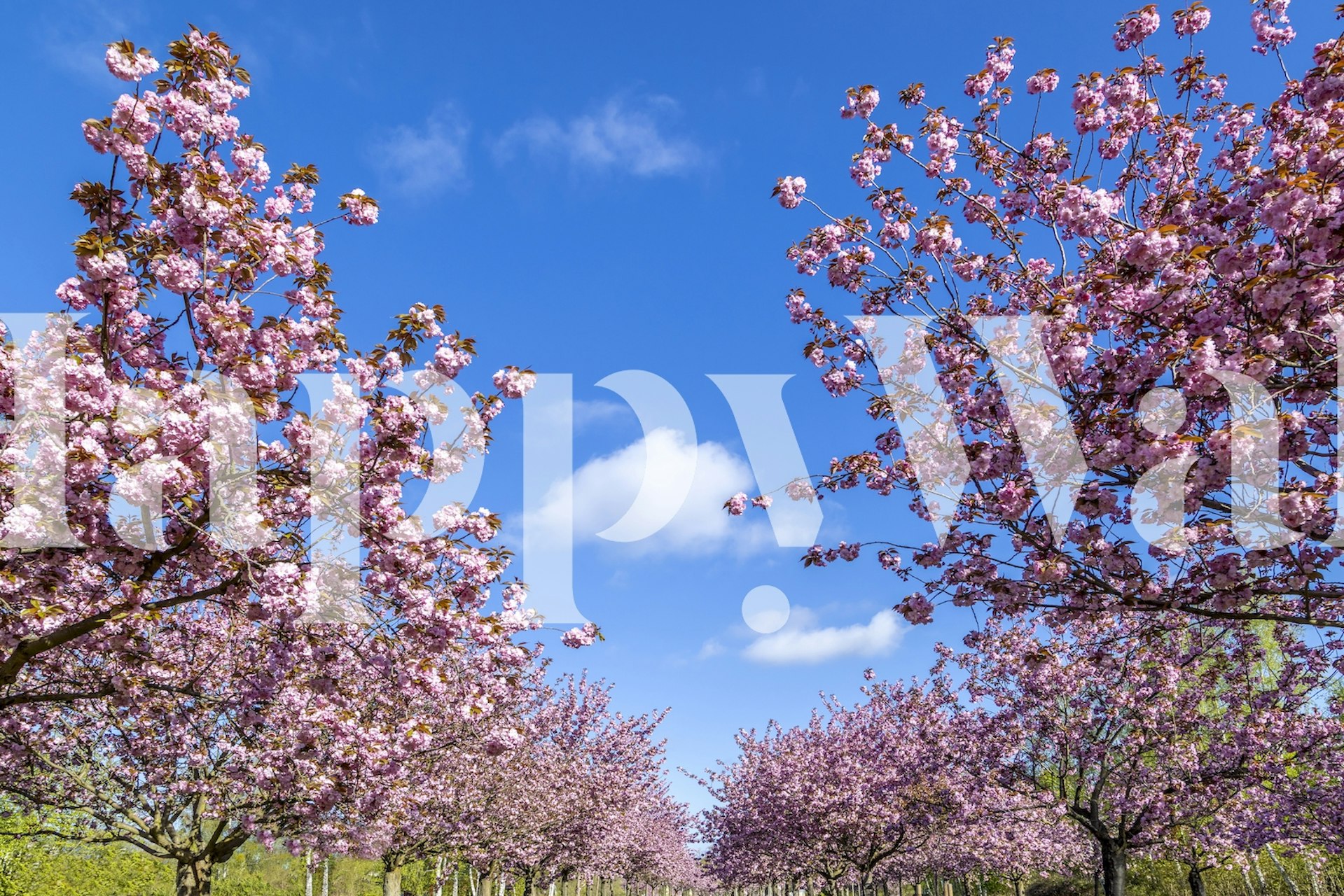 Cherry blossom trees with pink flowers and blue sky wallpaper