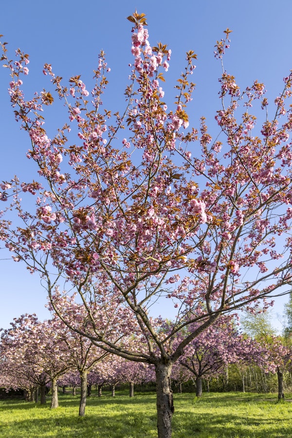 Blue sky and cherry blossom