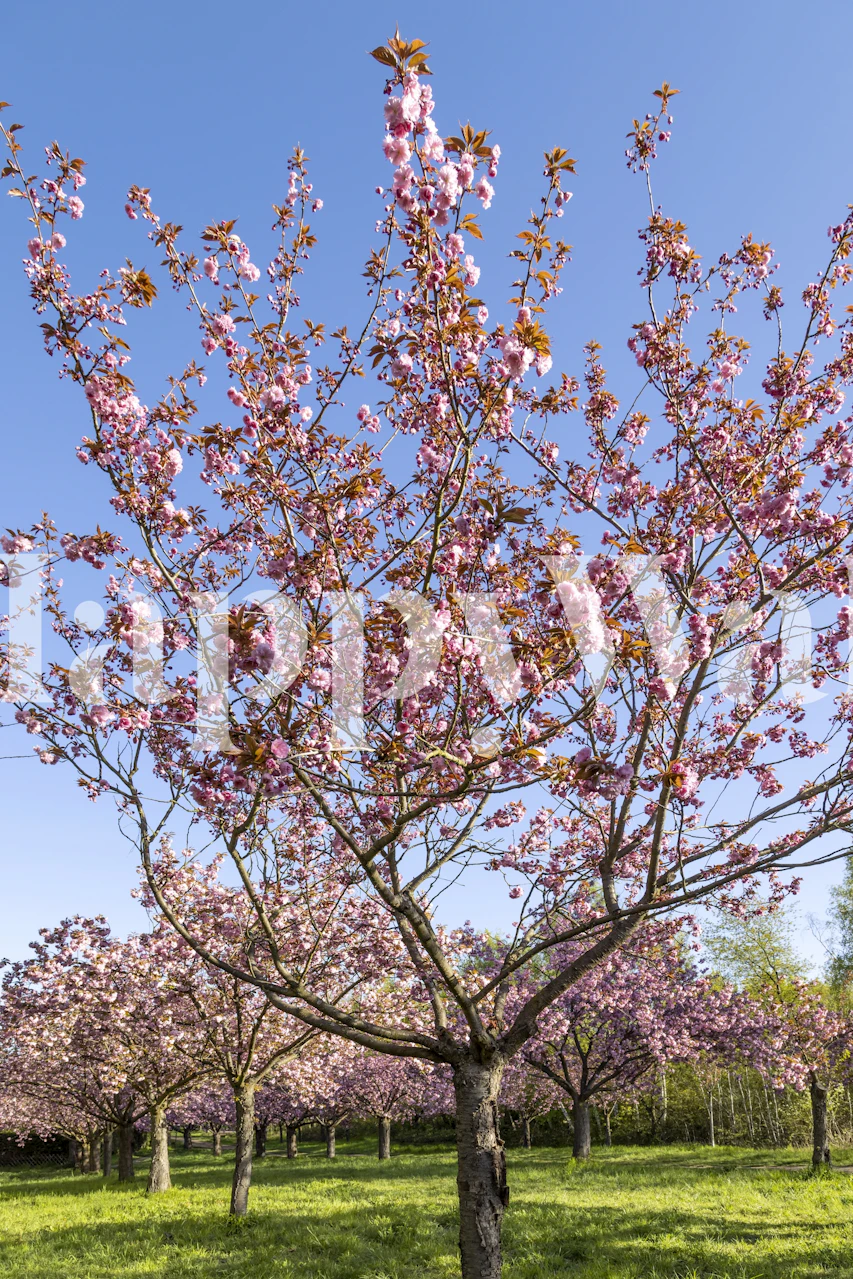 Cherry blossom tapetti huoneessa