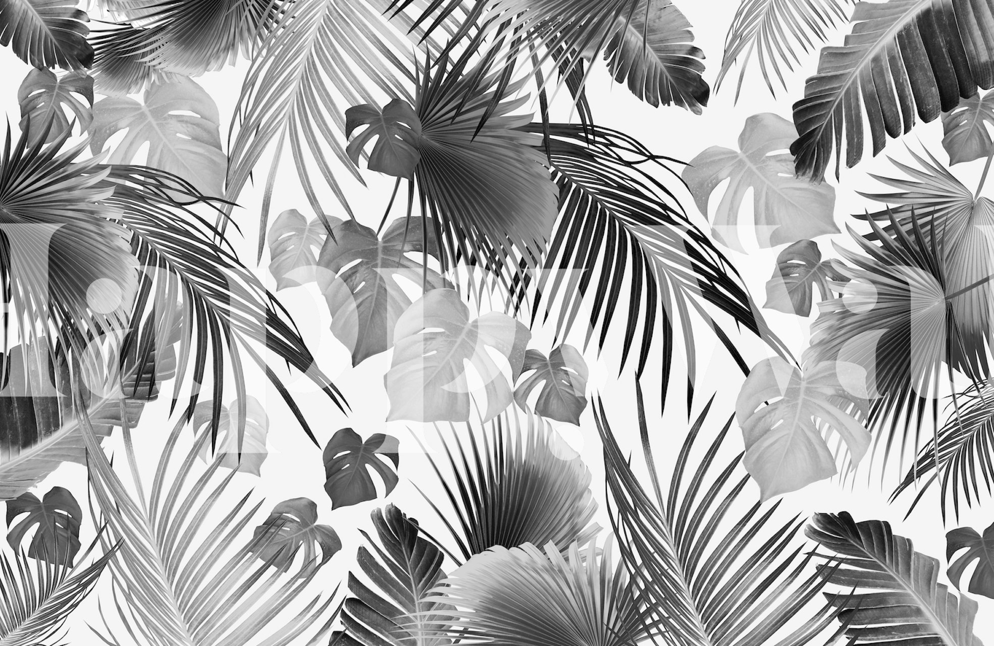 Black and White Tropical Jungle Leaves Wall Mural