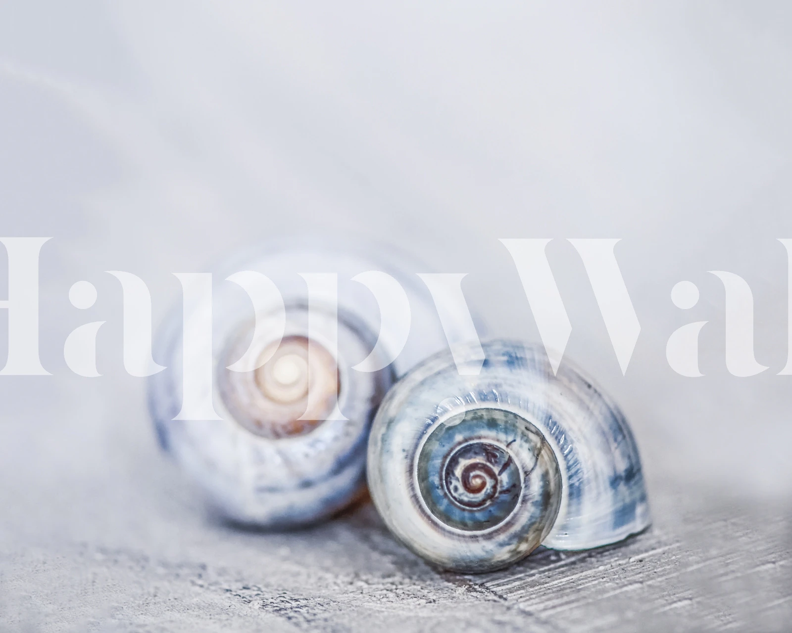 Two spiral seashells in blue tones with soft background wallpaper