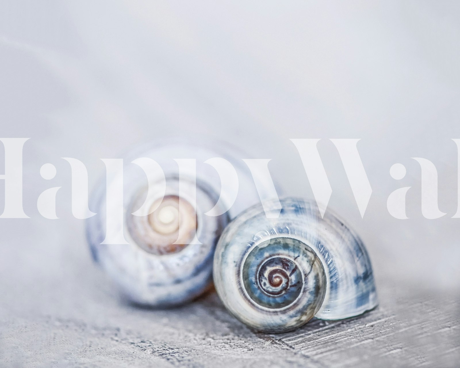 Two spiral seashells in blue tones with soft background wallpaper