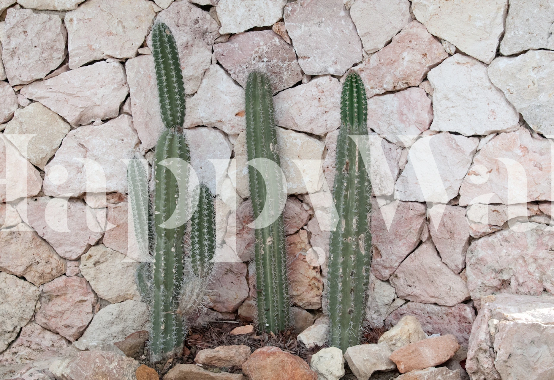 Tapeta Cacti Geo Dream w stylowym pokoju