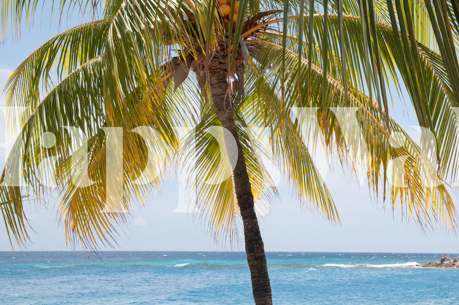 Caribbean beach with palm tree wall mural