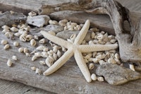 Still Life With Starfish ταπετσαρία