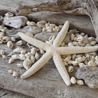 Still Life With Starfish tapete