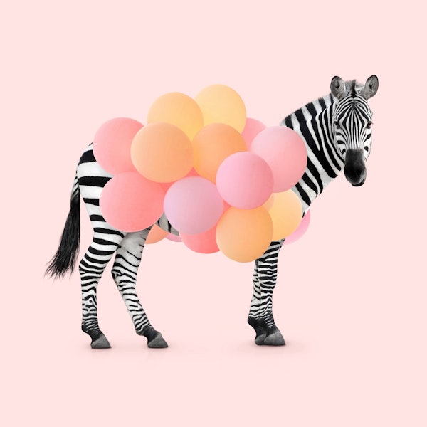 Zebra Party