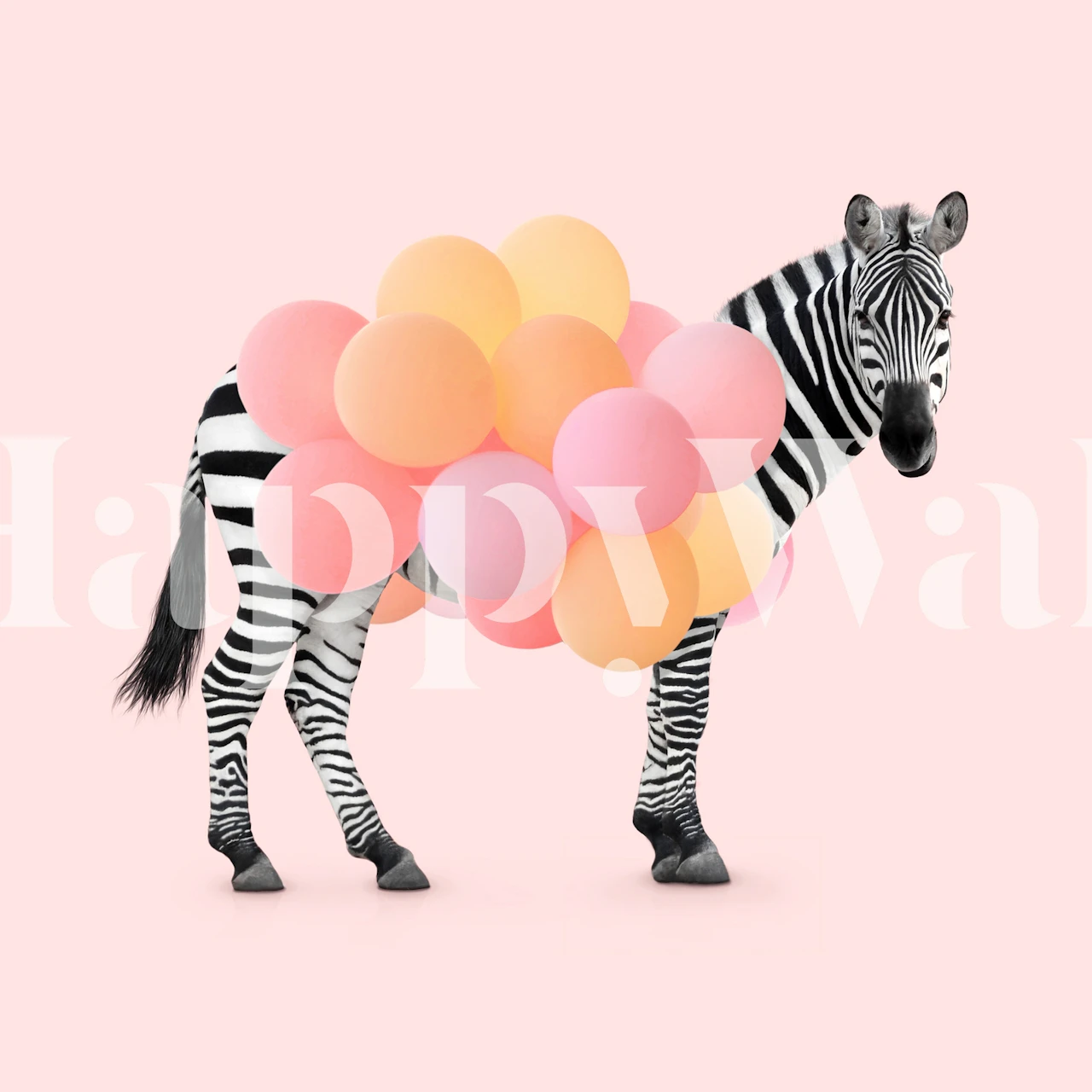 Zebra with colorful balloons on pink background