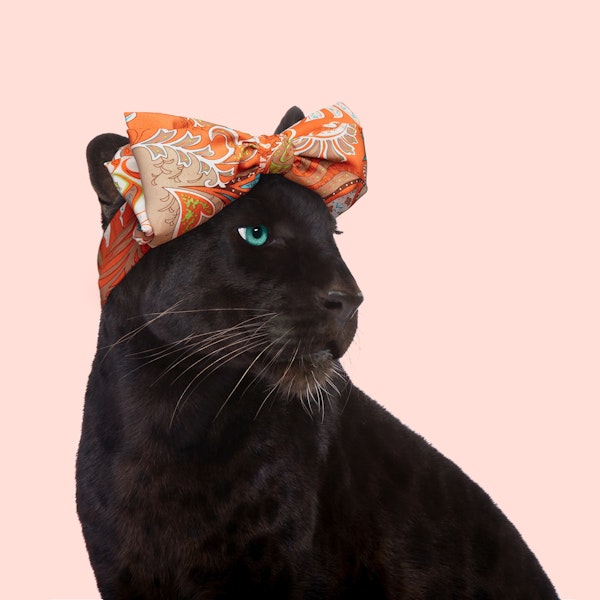 Fashion Panther