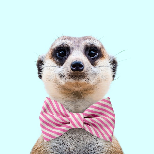 Meerkat