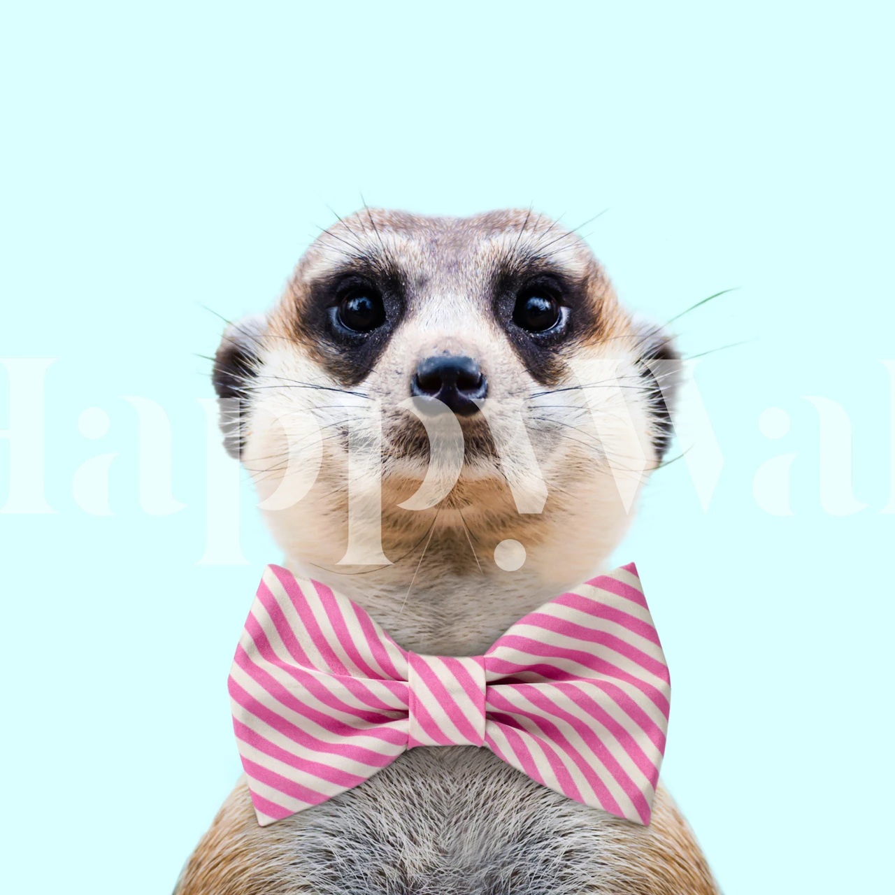 meerkat with pink bow tie wall mural