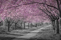 Charming cherry blossom path carta da parati