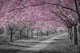 Charming cherry blossom path