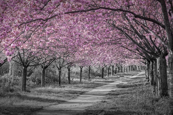 Charming cherry blossom path