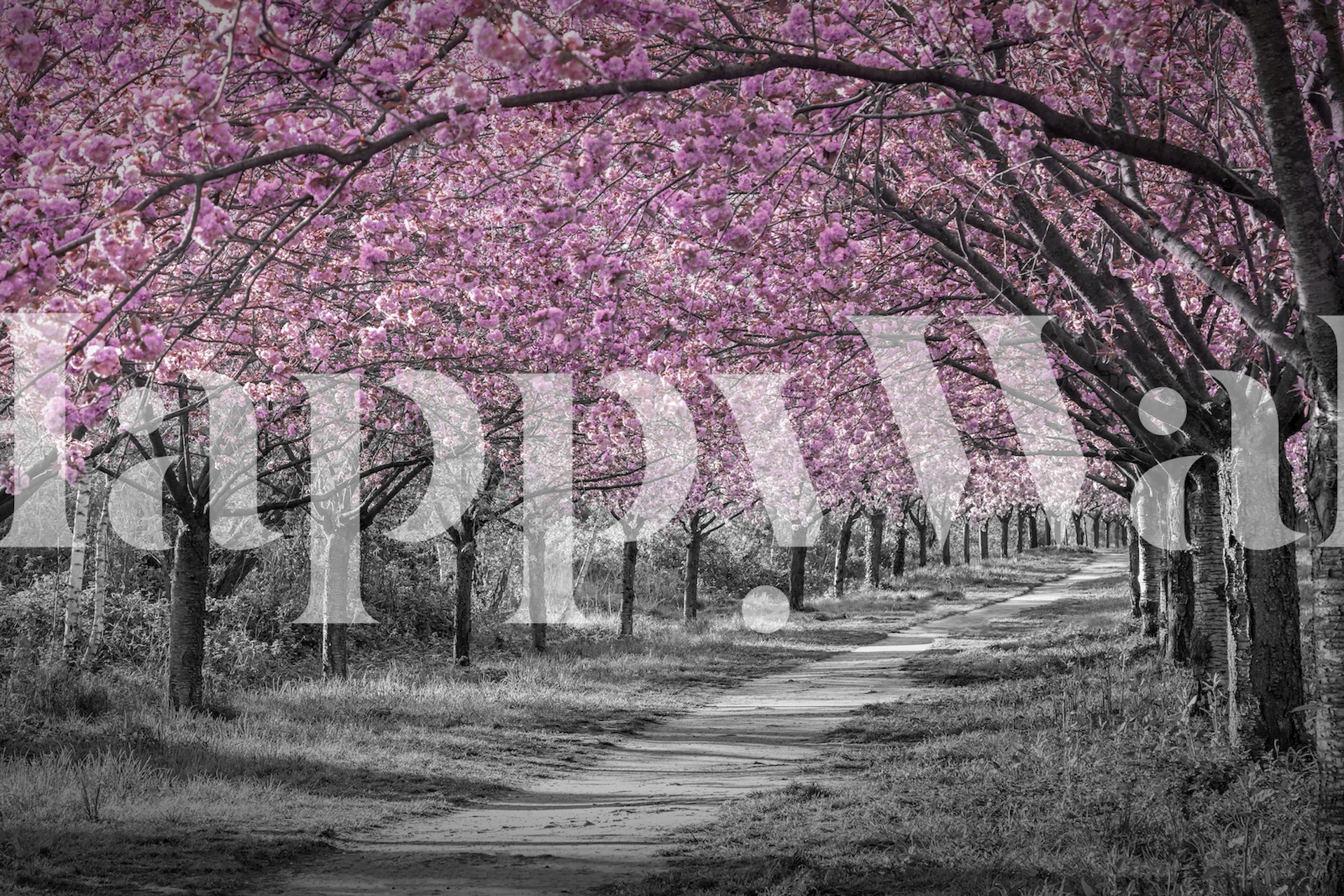 Cherry blossom trees with pink flowers and grey path wallpaper