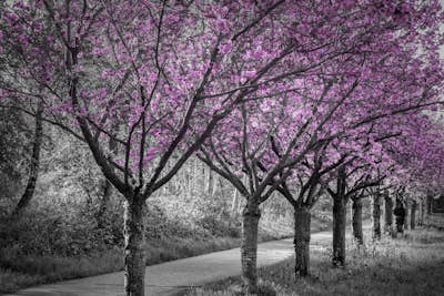 Τοιχογραφία