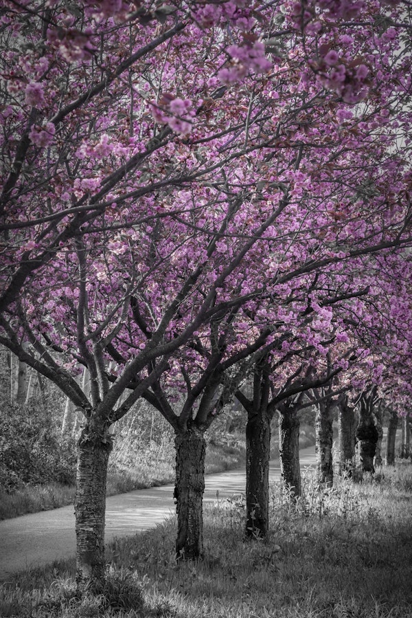 Pink cherry blossom alley