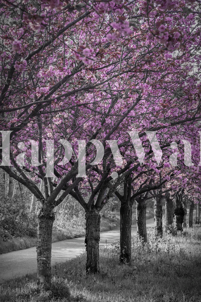 Vaaleanpunaisia kirsikankukkia yksivärisen kujan seinämaalauksen päällä