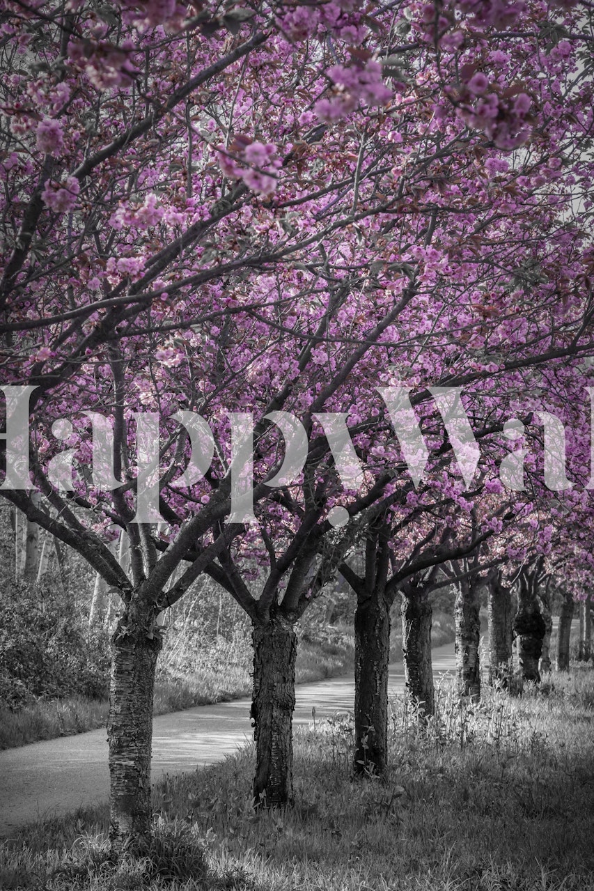 Pink kirsebærblomster over et monokromt gyde-vægmaleri