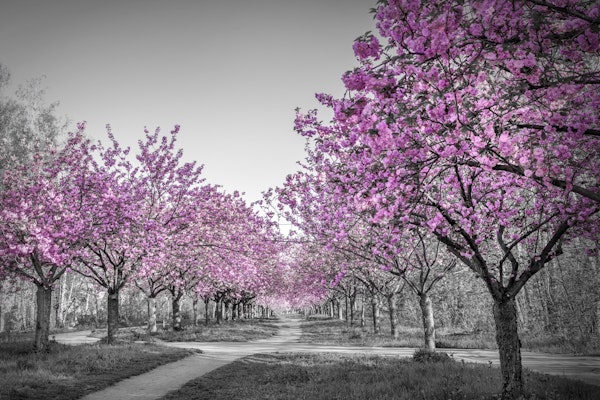 Gorgeous cherry blossom alley