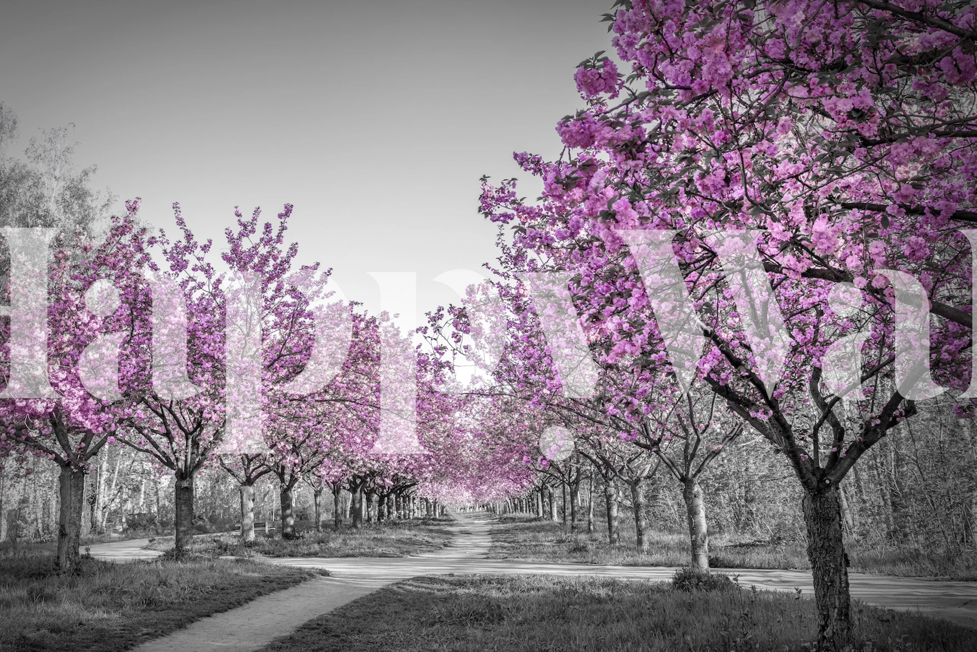 Gorgeous cherry blossom alley tapetti huoneessa