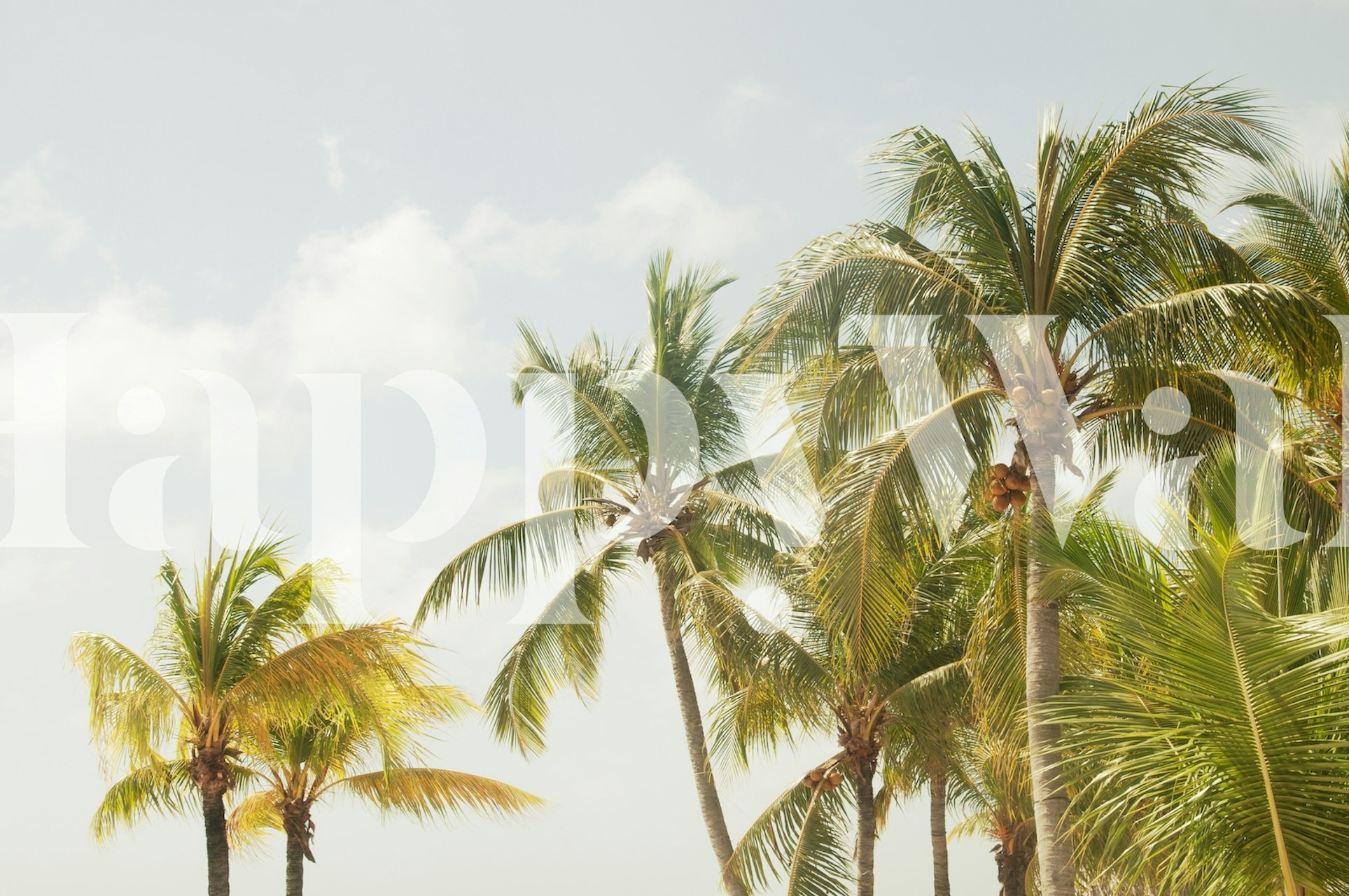 Caribbean palm trees wallpaper in a room