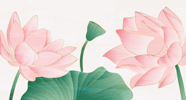 Golden pink lotus