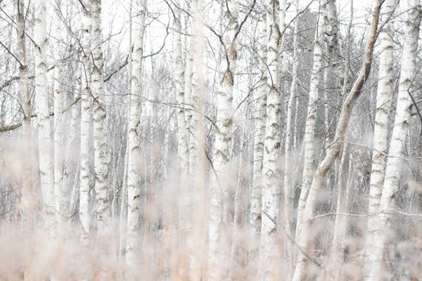 Birch Trees and Grass