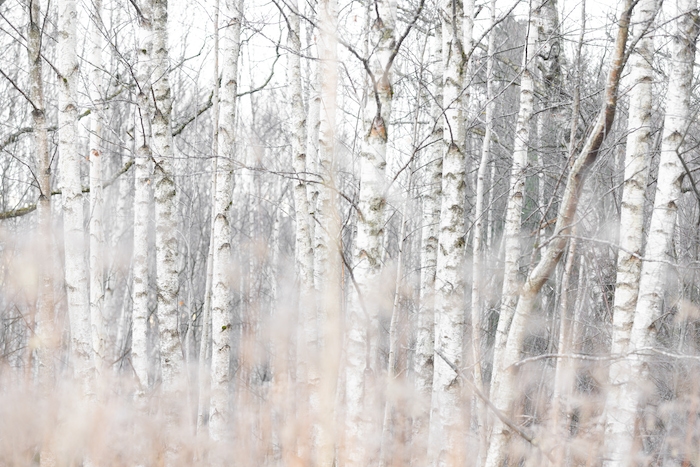 Birch Trees and Grass