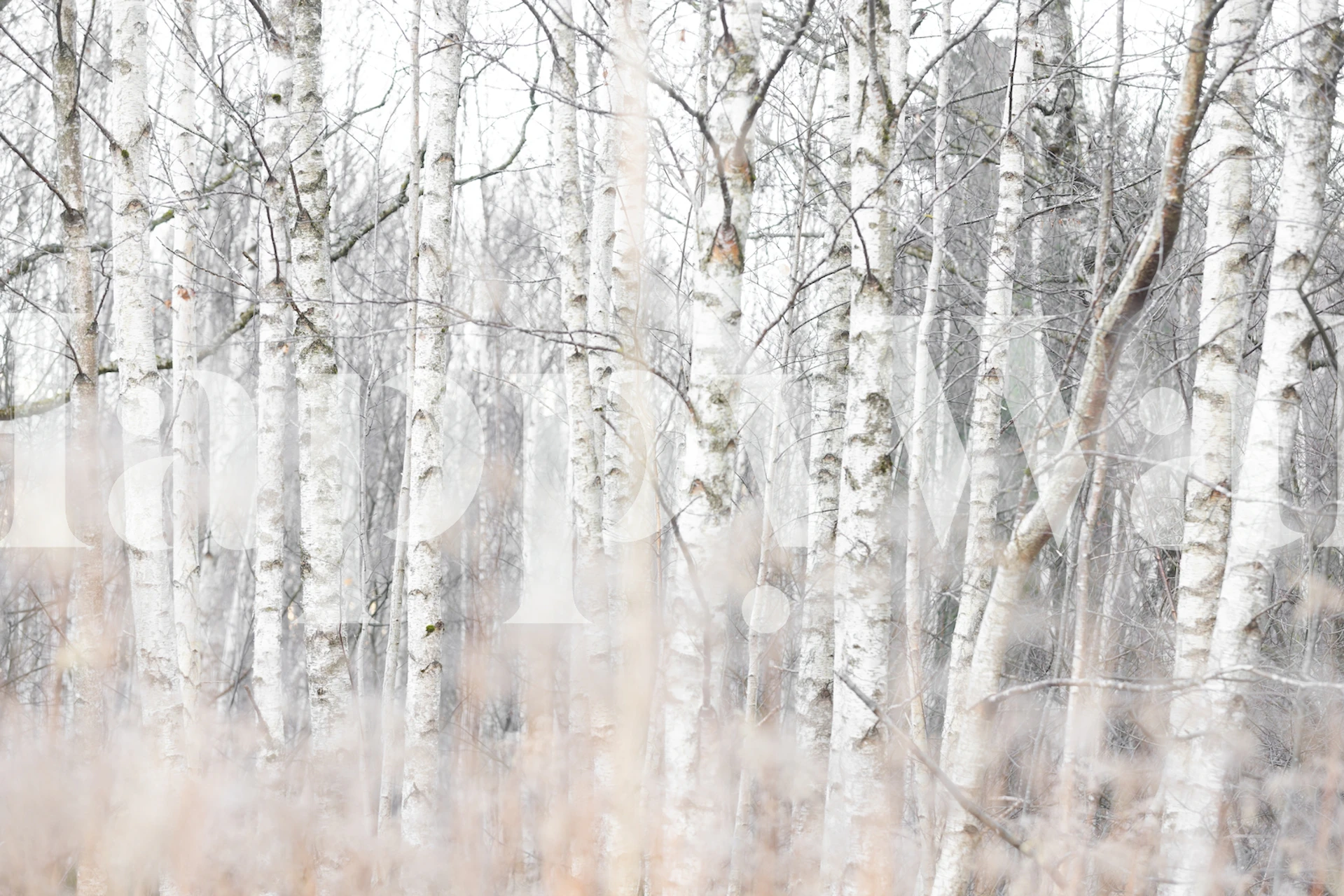 White birch trees with soft grass in the foreground wallpaper