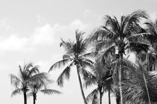 Caribbean Palm Trees Beach 4