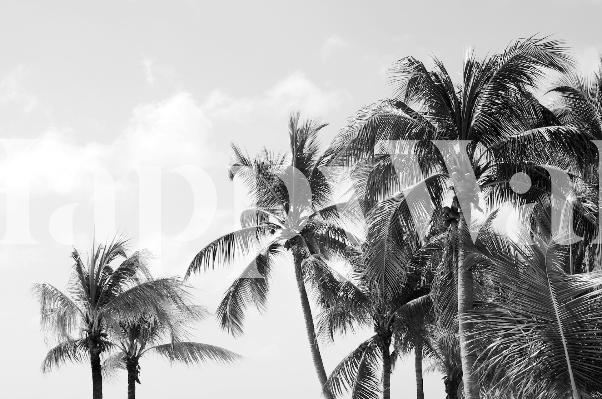 Palm trees against the sky in black and white wallpaper