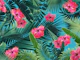 Tropical Hibiscus Flower 1a