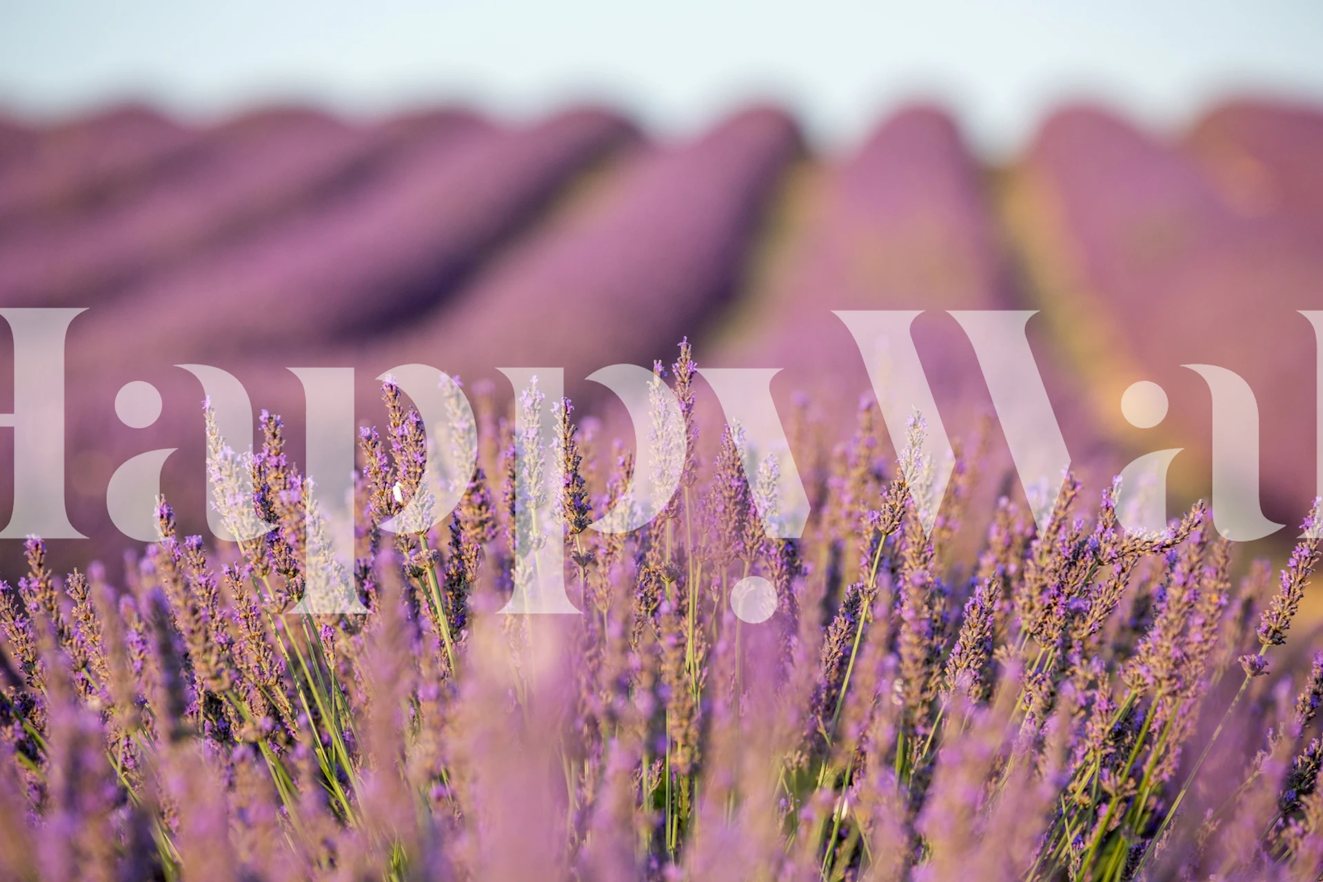 Lavender fields wall mural in Provence style