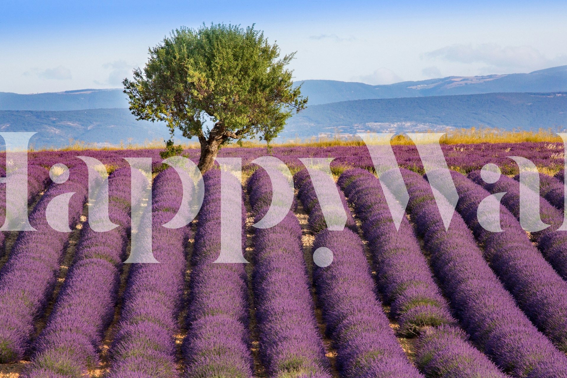 Een rustig tafereel van Lavender Haute Provence met rijke paarse velden onder een heldere hemel