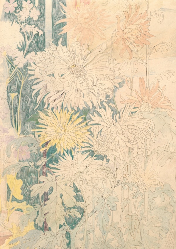 Chrysanthemes - Aster