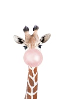 Bubble Gum Giraffe behang