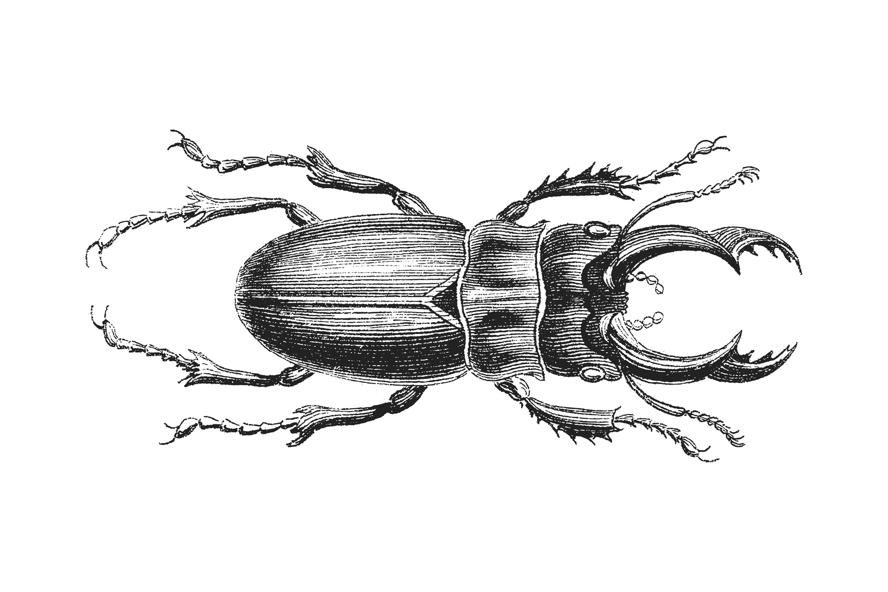 Vintage science drawing of stag beetle in black and white nostalgic and uni...