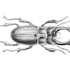 cerf