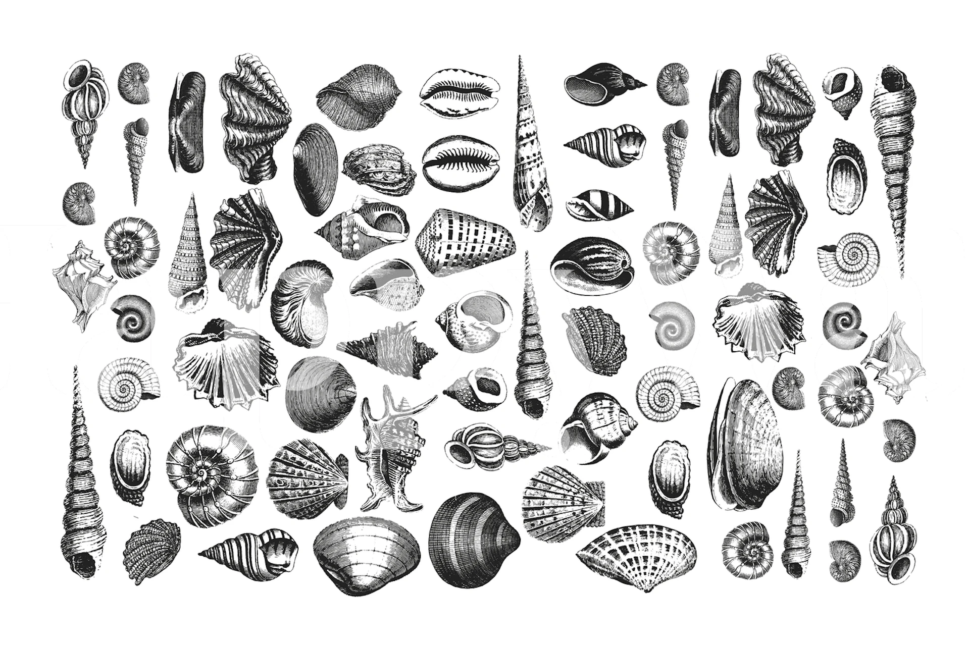 various seashells in black and white pattern wallpaper