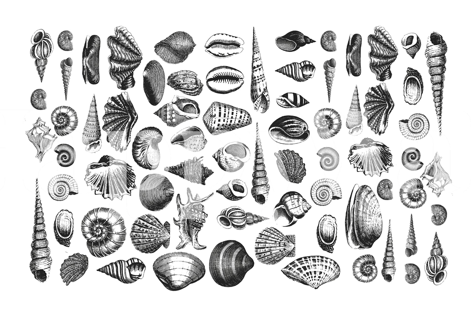 Black and White Seashell Wallpaper - Coastal Home Wall Mural | Happywall