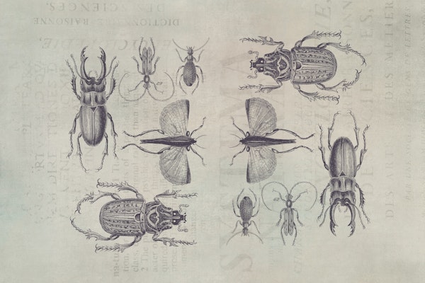 Bugs And Beetles