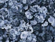 Floral Baroque Opulence Blue