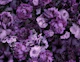 Floral Baroque Opulence Purple