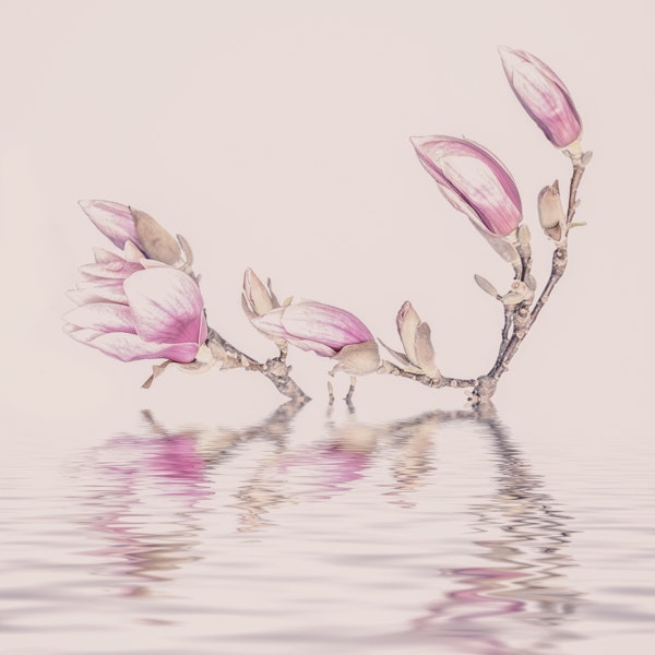 Pink Magnolia On Water