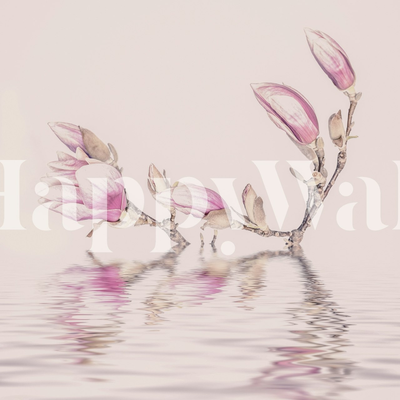 Pink magnolia flowers on water background