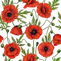 Poppies, red and green on white tapeta
